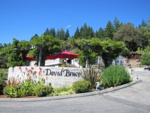 David Bruce Winery