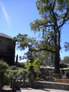 V.Sattui Winery