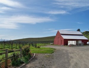 Cedar Mountain Winery