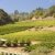 Alfaro Family Vineyards