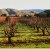 Sycamore Creek Vineyards