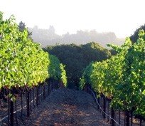 Santa Cruz Mountain Vineyard