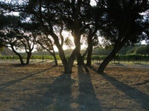 Cycles Gladiator Winery